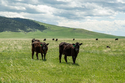Montana cattle ranch