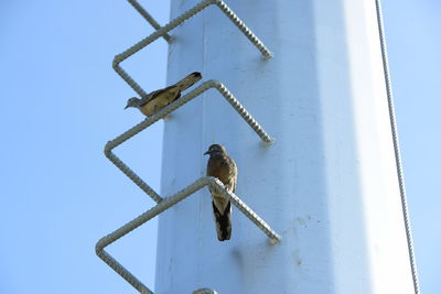 Low angle view of insect perching on metal against sky