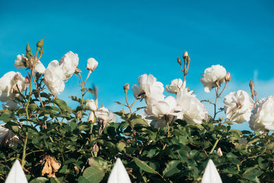 White flowers against clear blue sky