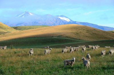 Cows grazing on grassy field