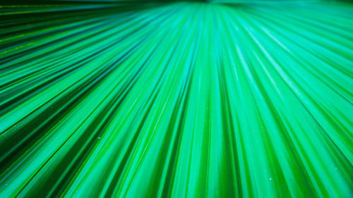 Full frame shot of palm leaf
