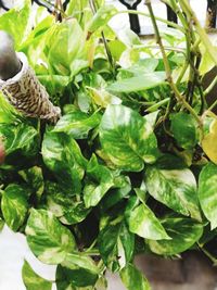 Close-up of bird on plant