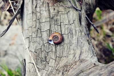 Close-up of butterfly on tree trunk