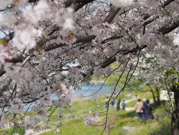 Close-up of cherry blossom tree