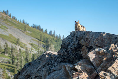 Horse sitting on rock against sky