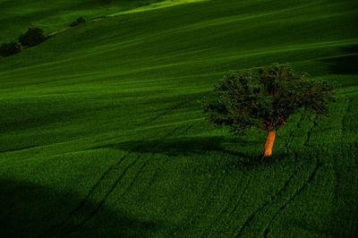 Scenic view of farm