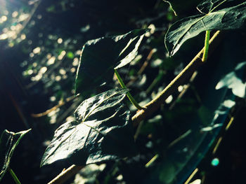 Close-up of dried leaves on plant