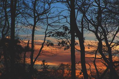 Silhouette of trees at sunset