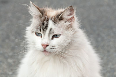 Portrait of a white fluffy cat sitting in the street in natural day light