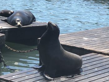 Sea lion on pier over lake