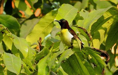 Close-up of bird perching on tree