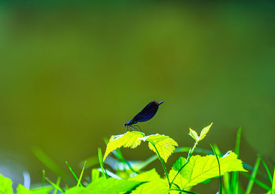 Close-up of bird perching on plant