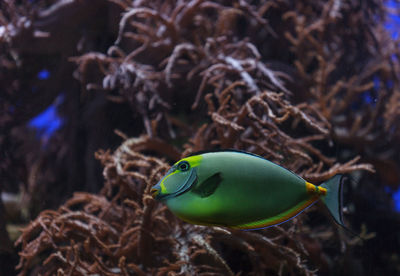 Close-up side view of naso tang fish against reef