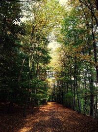 Footpath passing through forest