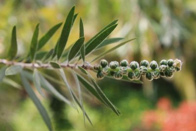 Close-up of fresh green plant