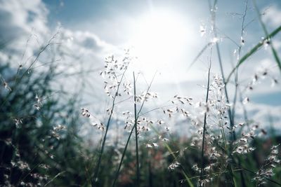 Close-up of plants growing on field