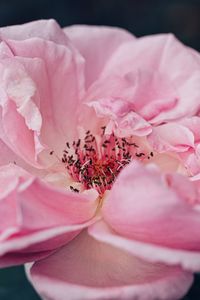 Close-up of pink rose