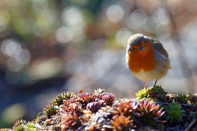 Close-up of robin perching on plants