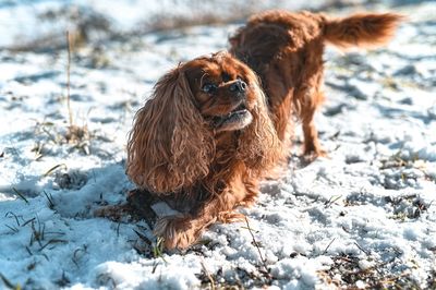Close-up of a dog on snow covered land