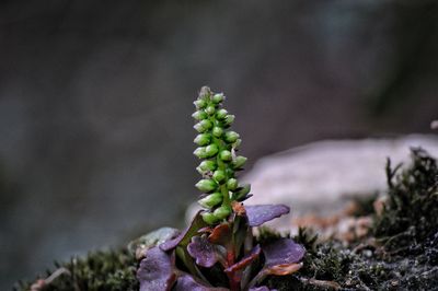 Close-up of flowering plant