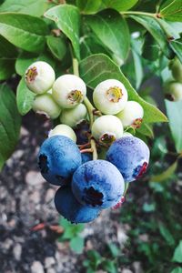 Close-up of fruits growing on tree
