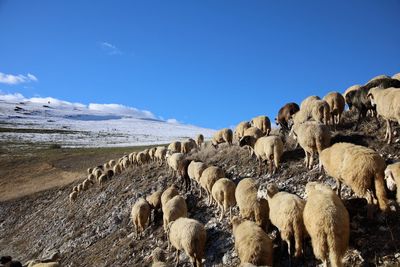 View of sheep on land against sky