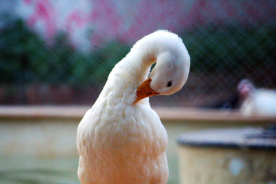 Close-up of swan preening outdoors