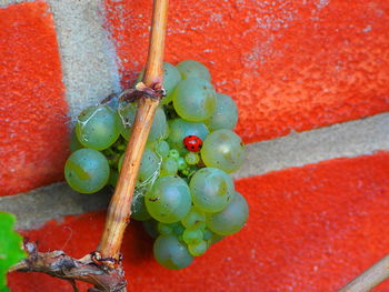 High angle view of grapes on plant against wall