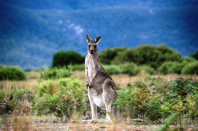 Giraffe standing on field against sky