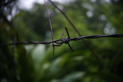 Close-up of barbed wire on plant