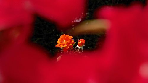 Close-up of red flower