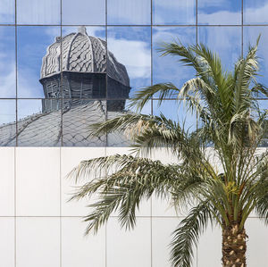 Palm tree against wall with building reflection