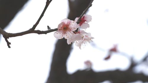 Pink flowers blooming on tree