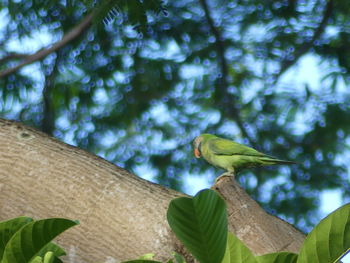 Low angle view of parrot perching on tree