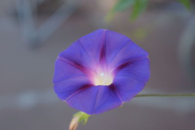 Close-up of purple flower