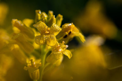 Close-up of yellow flowering plant