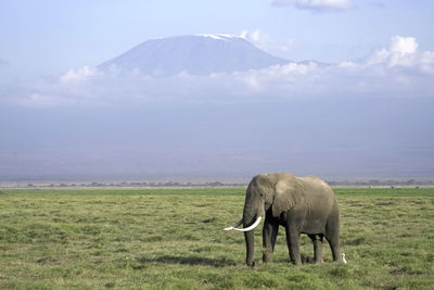 Elephant in a field