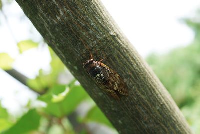 Close-up of insect on tree trunk