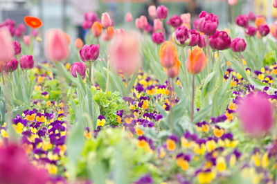 Close-up of flowers blooming outdoors