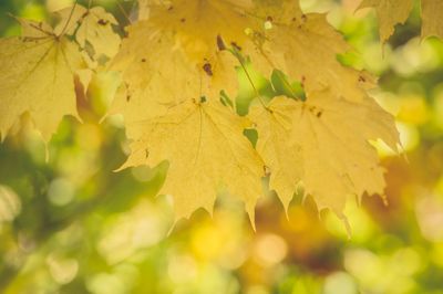 Close-up of yellow leaves against blurred background