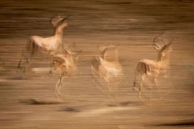 Abstract slow pan of common impalas galloping