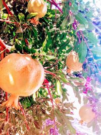 Close-up of fruits on tree