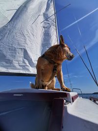 Low angle view of a dog looking away