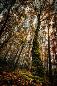 Low angle view of trees in forest during autumn