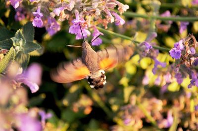Close-up of bee pollinating on purple flowers