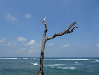 Driftwood on beach against sky