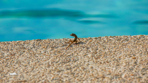 Side view of a lizard on water