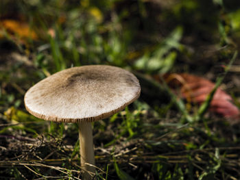 Close-up of mushroom in grass