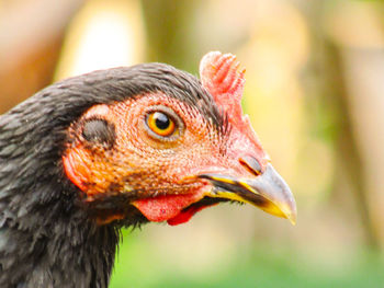 Close-up of a bird