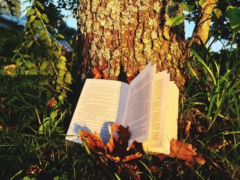 View of open book against tree